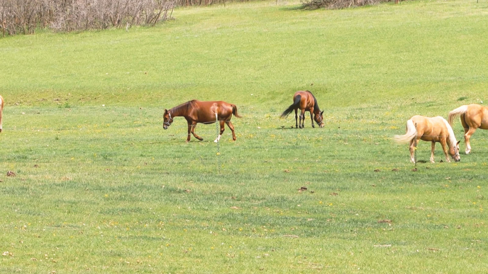 Annual Kentucky Derby Party